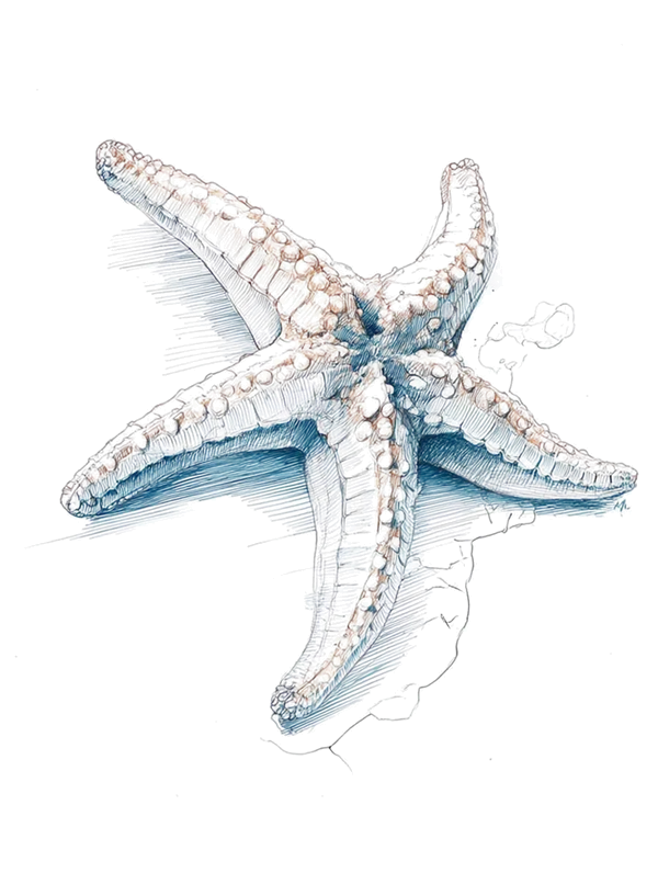 Ilustración de una estrella de mar